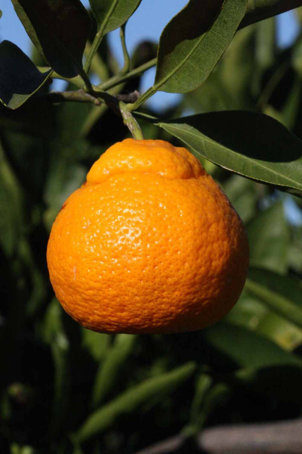            Fruit (Riverside, CA)   